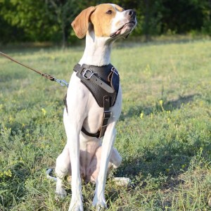 Классическая шлейка из коричневой кожи для пойнтера «Working Dog»